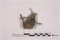 藏品(石蕊屬 )的圖片